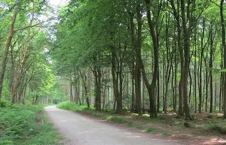 Broxa Forest