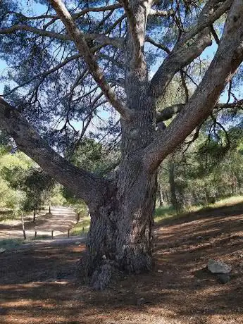 Photo de Pino Gordo
