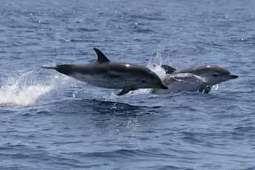 Sea Safari Genova