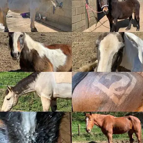 Photo de Greenways Stables