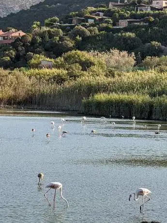 Flamingos at Stagno Di Chia