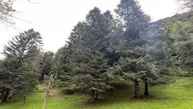 Photo de Arboretum de Jouéou