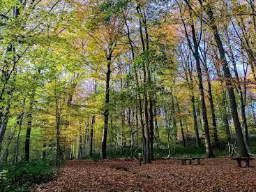 Photo de Forest For Rice