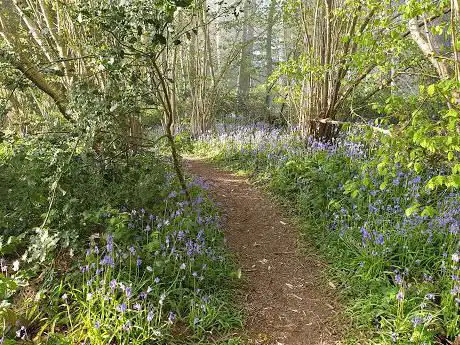 Clowes Wood