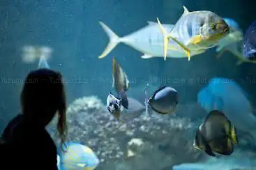 Photo de Vannes Aquarium