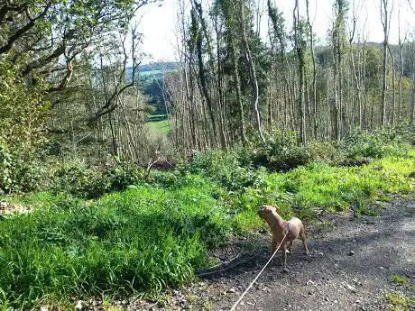 Photo de Hendover Coppice Nature Reserve
