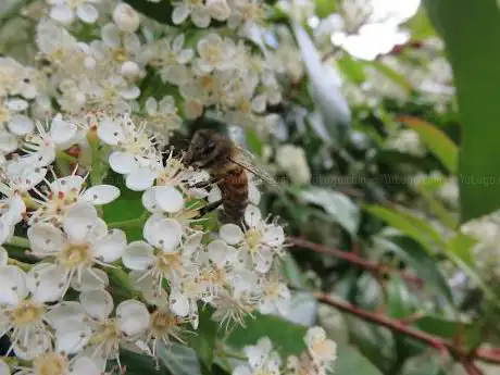 Photo de Jardin Borgnis Desbordes