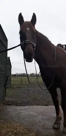 Photo de Sunset Farm