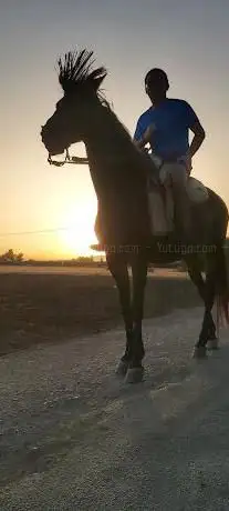 Photo de Rutas a caballo La Vega-Equitación