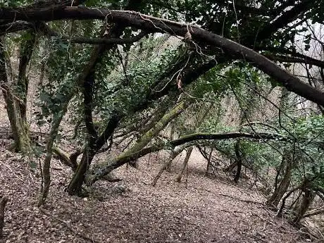 Photo de Bosco di Sorgane