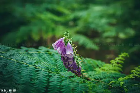 Lanklaarderbos