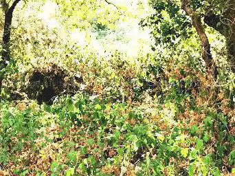 Photo de Sandun dolmen