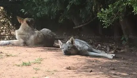 Photo de Orkwolfdog Centre