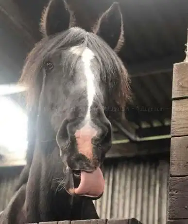 Photo de Boydstone Farm Stables