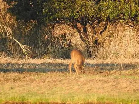 Vogelkijkscherm Groene Strand