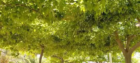Photo de ambulatorio Park