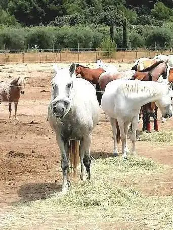 Photo de Les Écuries Du Mas