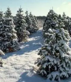 Scampston Estate Christmas Trees