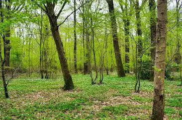 Belleau Wood