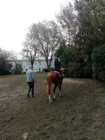 Asd Il Cavallino
