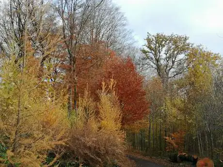 Trees For Future
