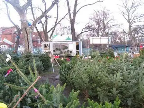 Photo de The Christmas Forest