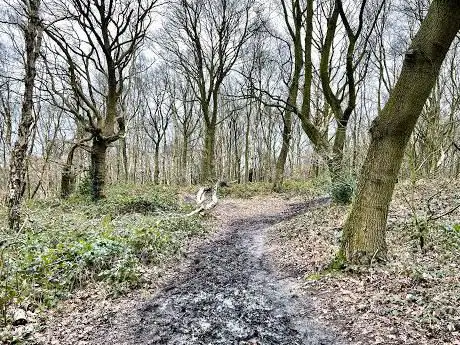 Photo de Wickersley Gorse and Common Bank