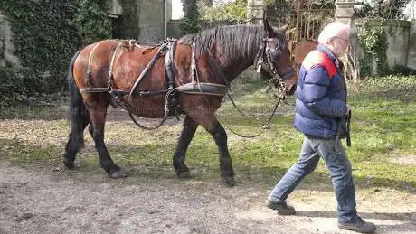 Les calèches de Wissous / Attelages de Montjean