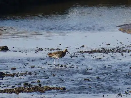 Photo de RSPB Point of Ayr - Dee Estuary