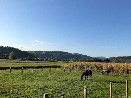 Scuderia zeta Horse