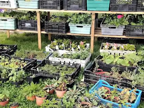Blooming 'ansome Plants & Garden Services