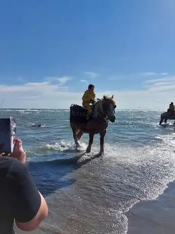 Garnaalvissers Te Paard