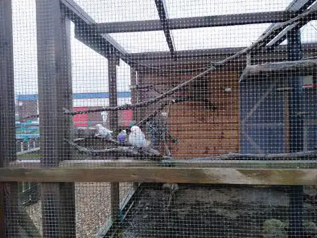Florence's Aviary