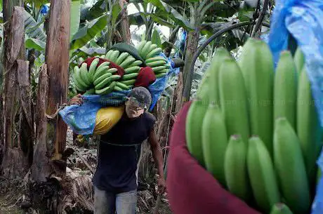 Sanjai's Bananplantage