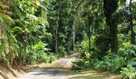Montravail Forest