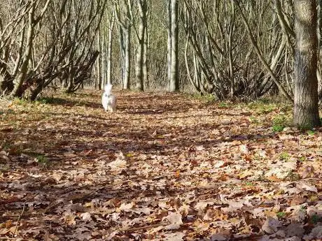 Photo de Daeda's Woods