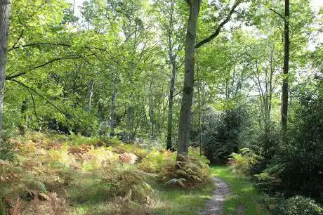 Photo de Pamber Forest Nature Reserve
