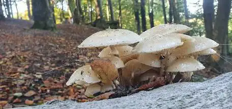 Hellingbos Diependaal