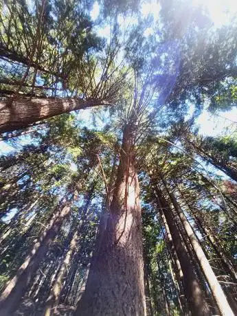 Photo de Vivaio Forestale Cottede