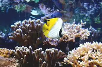 Poisson Spyrale