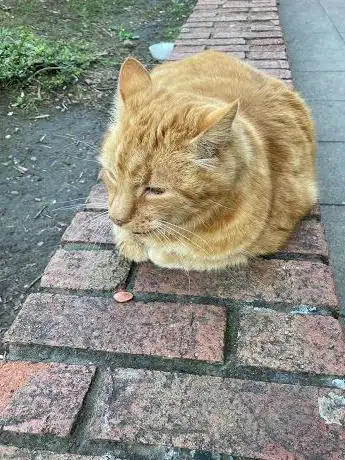 Photo de Co-op Cat