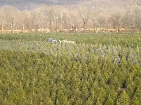 Photo de West of Scotland Christmas Trees