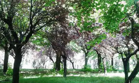 Photo de Bosco del Sanatorio Murri