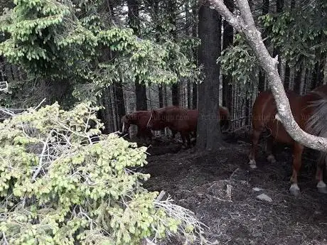 Photo de Cavalli Del Bisbino
