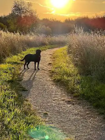 Photo de Stamford Brook Community Woodland