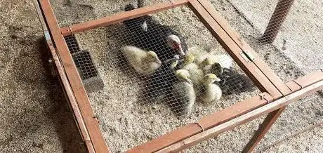 Photo de La Ferme du Brouilly