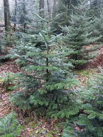 Tannengrün und Weihnachtsbaum Verkauf - Hürtgenwald