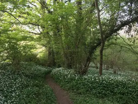 Colerne Park and Monk's Wood