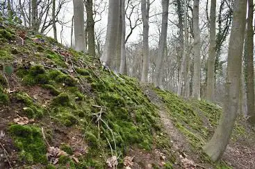 Vliekerbos
