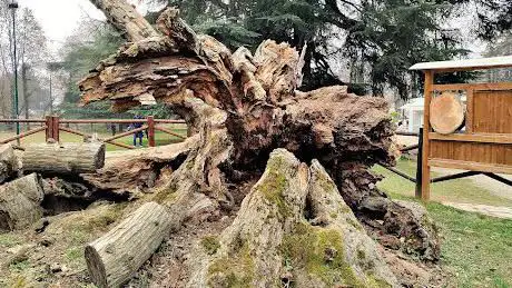 Quercia rossa di Eugenio Montale
